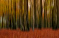 Boomstammen in het herfstbos van Ellen Driesse thumbnail