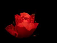 Red Rose