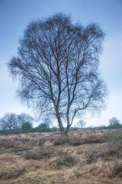 Tree on the moor during the blue hour by Connie de Graaf