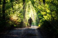 A walk in the forest