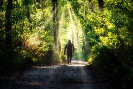 Ein Spaziergang im Wald von Arjen Uijttenboogaart