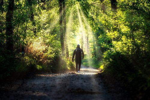 A walk in the forest