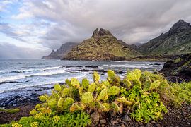 Tenerife’s wild coast – cacti by the Atlantic Ocean, set against the Anaga Mountains