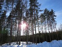 Zon