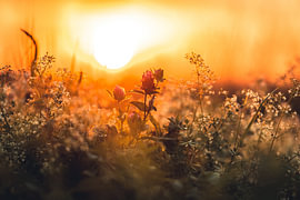 Red clover in the evening light by Catrin Grabowski