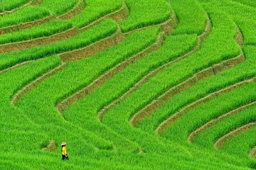 Vietnamese woman in rice field by Richard van der Woude