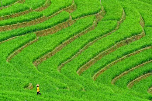 Vietnamese woman in rice field