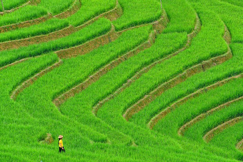 Vietnamese vrouw in rijstveld van Richard van der Woude