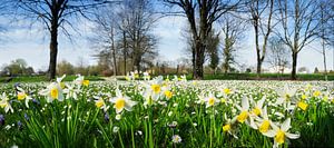 Paysage de printemps