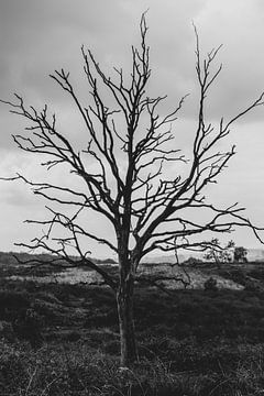 Lonely Tree by MDRN HOME