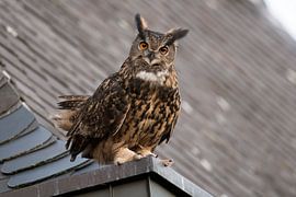Eurasian Eagle Owl ( Bubo bubo ) perched on top of a roof