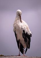Young stork