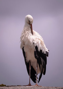 Jungstorch