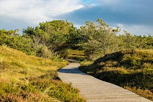 Landschaft in den Dünen auf der Insel Amrum