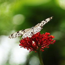 Vlinder von Hendrik Seip