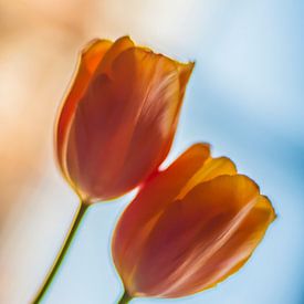 tulpen van Hans de Rooij