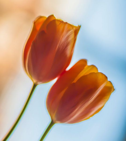 Tulpen von Hans de Rooij