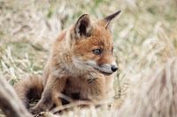 Young fox
