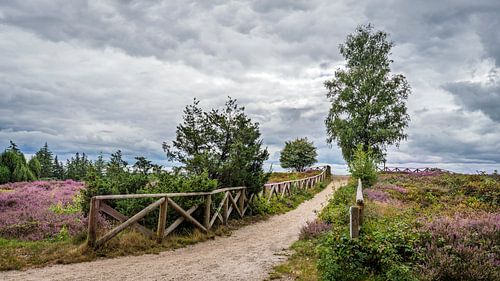 Pad met hekwerk Lemelerberg met bloeiende paarse heide