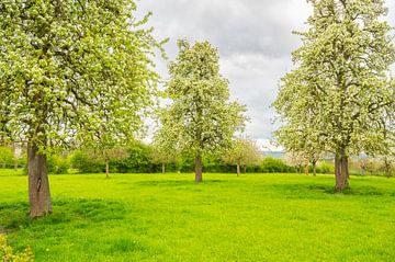 Blühende Obstbäume im Frühling in Südlimburg von Sjoerd van der Wal Fotografie