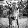 Curious cow by kuh-bilder.de