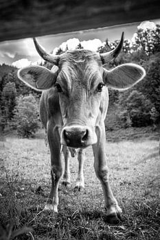 Vache curieuse