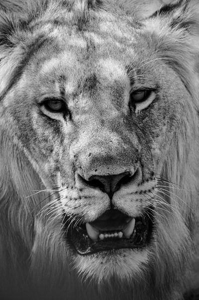 Der Löwe schwarz und weiß von Niek Traas