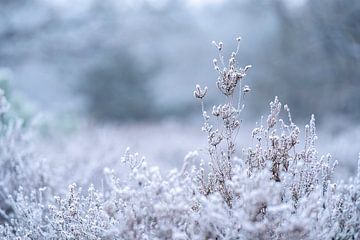 Rijp op de Heide Fragiele Winterpracht van Femke Ketelaar