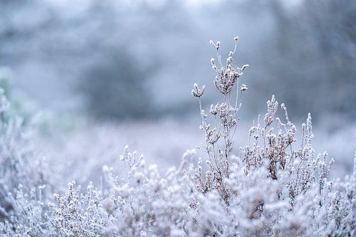 Rijp op de Heide Fragiele Winterpracht
