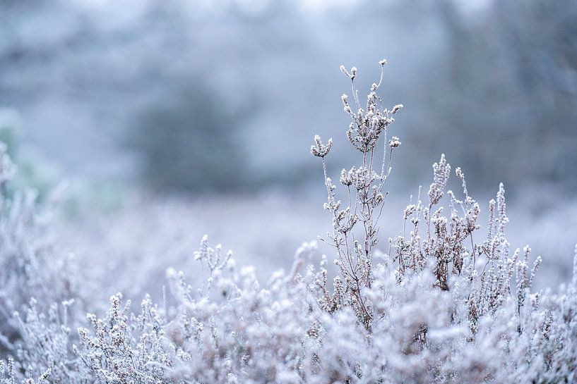 Rijp op de Heide Fragiele Winterpracht van Femke Ketelaar