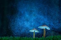 paddestoelen op de melkweg