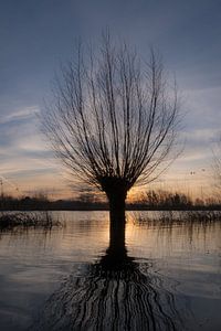 Le saule de Pollard dans les plaines inondables sur Moetwil en van Dijk - Fotografie