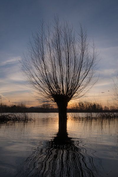 Pollard willow in the floodplains by Moetwil en van Dijk - Fotografie