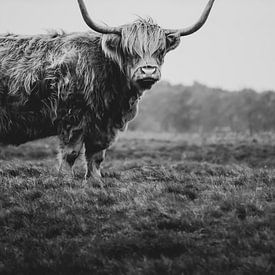 Scottish Highlander 2 by Martzen Fotografie