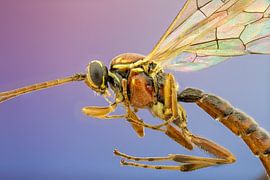 Sluipwesp by Harm Rhebergen