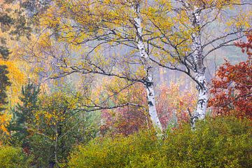 2 berkenbomen in de herfst van Daniela Beyer