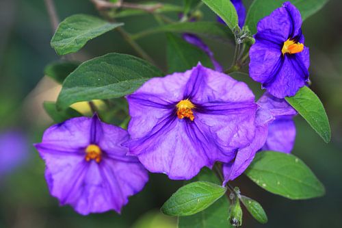 De blauwe aardappelstruik