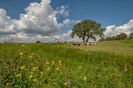 Dutch cows at harvestman in the Betuwe polder by Moetwil en van Dijk - Fotografie thumbnail