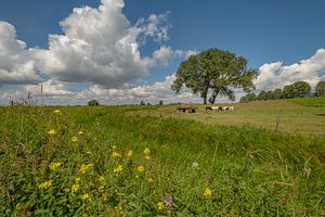 Niederländische Kühe beim Erntehelfer im Betuwe-Polder