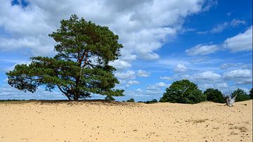 Zandverstuiving met eenzame dennenboom
