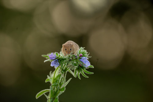 Zwergmaus