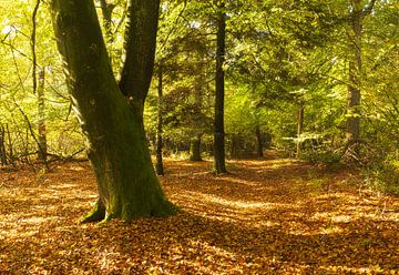 Herfst Nationaal Park Dwingelderveld (Nederland) van Marcel Kerdijk