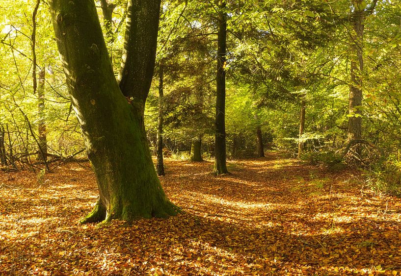 Autumn National Park Dwingelderveld (The Netherlands) by Marcel Kerdijk