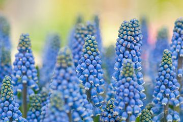 Blauwe druifjes (Muscari botryoides)