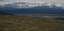 Stimmungsvoller Fotodruck eines einsamen Rentiers auf dem Städjan-Nipfjället bei Idre von Dylan Winter Visuals