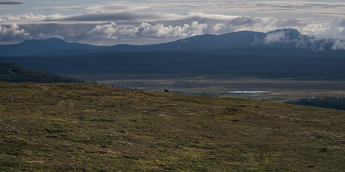 An atmospheric photo print of a solitary reindeer on the Städjan-Nipfjället near Idre