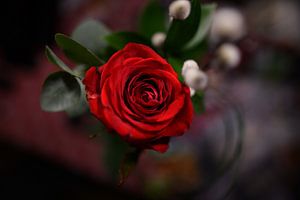Rose rouge