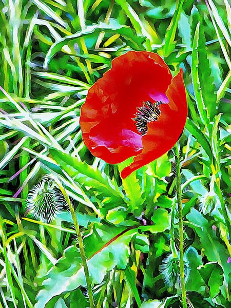 Portrait Of A Single Red Poppy by Dorothy Berry-Lound