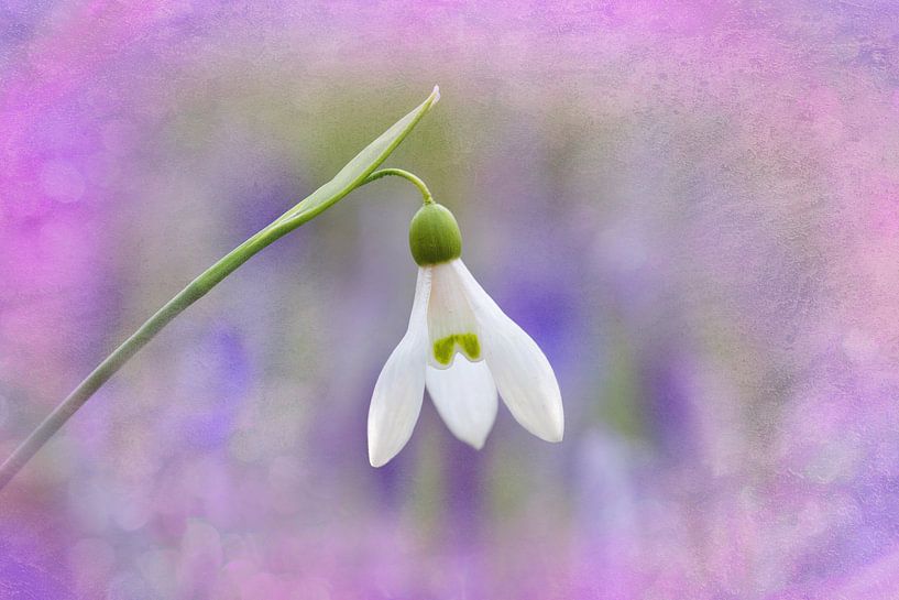 one snowdrop flower isolated against purple crocus flowers and romantic textured background. by SusaZoom