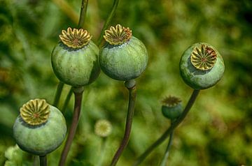 Mohn Kapseln